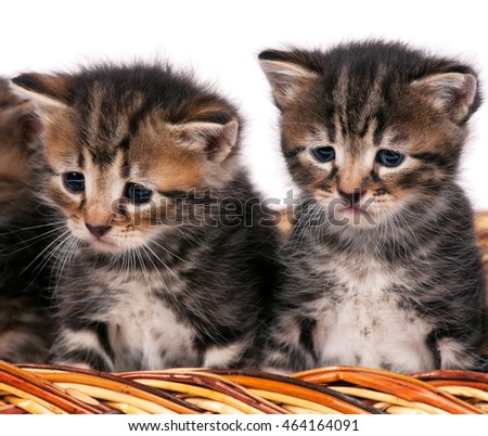 Cute siberian kittens in a wicker basket over white background