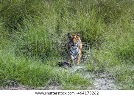 Bengal tiger in Bardia national park, Nepal ; specie Panthera tigris family of Felidae Royalty-Free Stock Photo #464173262