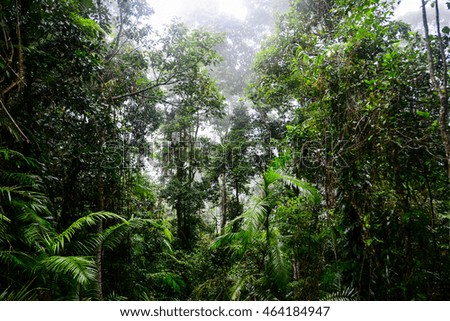 Misty jungle in Cairns, Australia