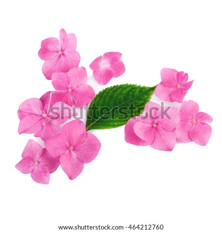 Creative arrangement of pink flowers on white background. Flat lay.