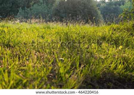 Green grass under sunlight in the park