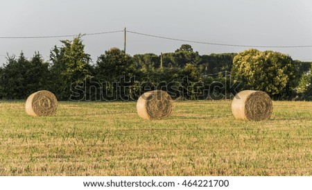 Hay bale on the field after harvest
