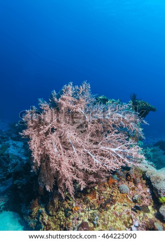 Colorful Tropical Reef Landscape with Soft Corals, bali, Indonesia