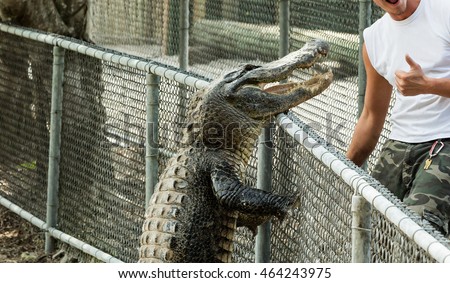 Alligator attacks on humans and climbs over the railing, Florida. Everglades. Royalty-Free Stock Photo #464243975