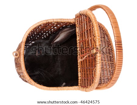 The black rabbit in a basket, on a white background, is isolated.