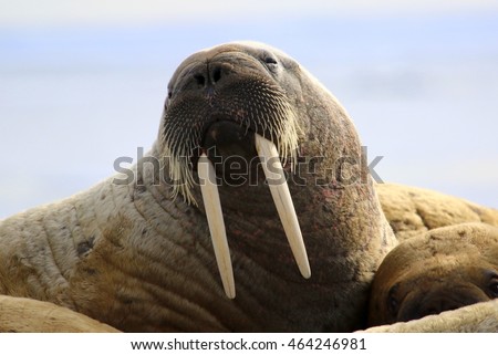 Walrus showing its tusks on ice floe in Canada