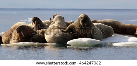 Herd on walruses on ice floe in Canada