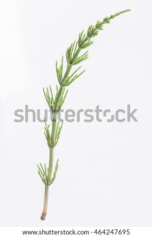 Medicinal plant: Equisetum arvense. Horsetail Royalty-Free Stock Photo #464247695