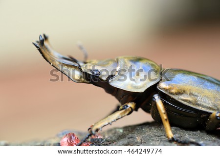 Golden stag beetle (Allotopus rosenbergi) in Java Island, Indonesia 