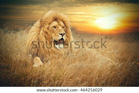 picture of lions in grass Royalty-Free Stock Photo #464256029