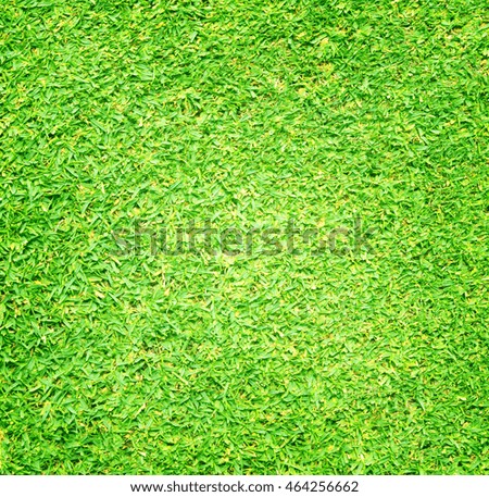 Green grass background turf grass surface abstract.