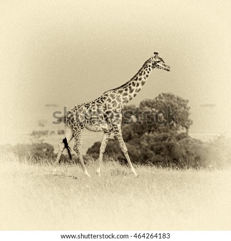 Giraffe on the background of a thundercloud - Kenya, Africa (stylized retro)