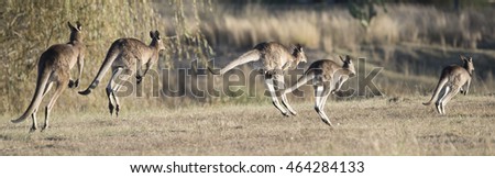 kangaroos hopping in outback, Queensland,Australia