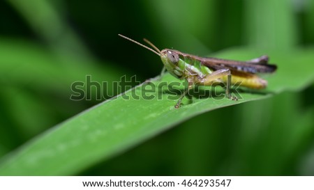 Meadow Grasshopper ( Green meadow with a little Kentucky )