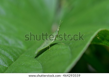 Green color Grasshopper and Leaves of Grass Meadow ( Green meadow with a little Kentucky )