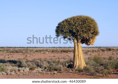 A quiver tree Aloe dichotoma in the vast expanse of the Northern Cape Province of South Africa near the town Pofadder in Namaqualand. Royalty-Free Stock Photo #46430089