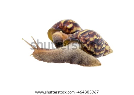 Land snail isolated on white background