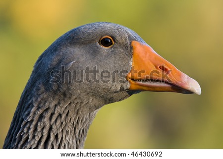 Portrait or closeup view of the head of a grey goose. Genus: Anser