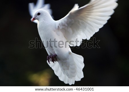 dove fly in the air wiht forest background.outdoor.