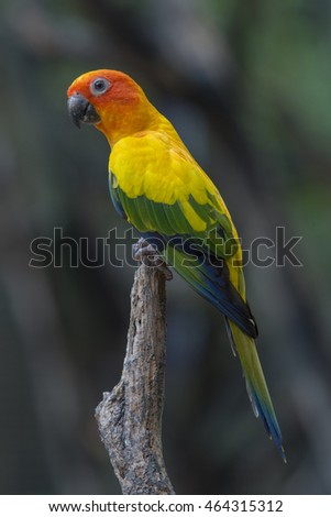Beautiful Parrot, sun Conure perching on the branch