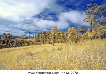 nature infrared picture