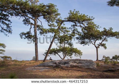 Pine trees  with blue sky 