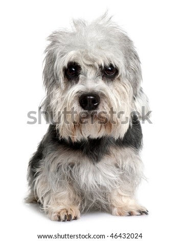 Dandie Dinmont Terrier, 2 years old, sitting in front of white background Royalty-Free Stock Photo #46432024
