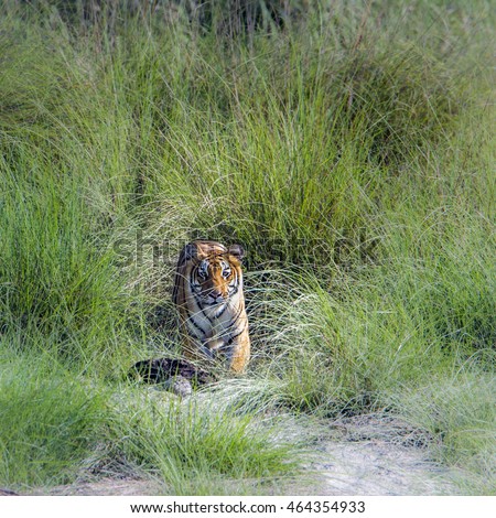 Royal Bengal tiger in Bardia national park, Nepal ; specie Panthera tigris family of Felidae Royalty-Free Stock Photo #464354933