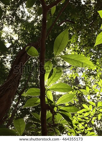Green leaves with sunlight in forest.