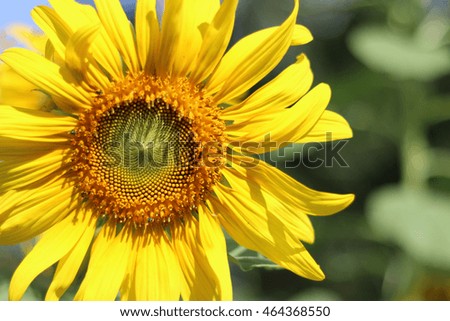A single closeup Sun flower in sunshine day 
