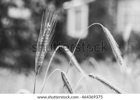 Wheat field. Ears of ripe wheat close up. Black and white image