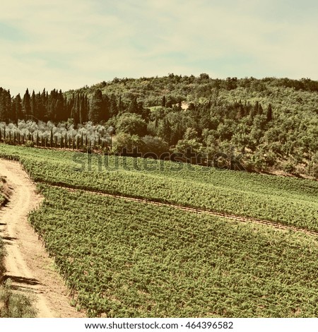 Tuscan Landscape with Vineyards and Olive Groves, Vintage Style Toned Picture