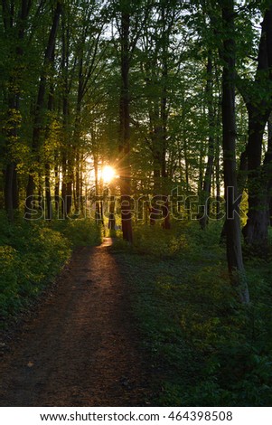 sunset in forest Royalty-Free Stock Photo #464398508