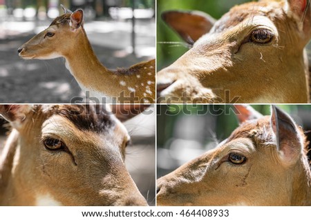 collage of four pictures, deer head close-up