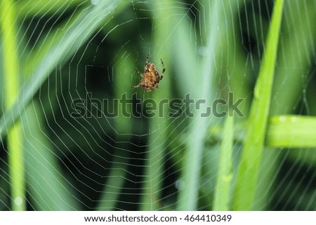Spider on the web with green grass background