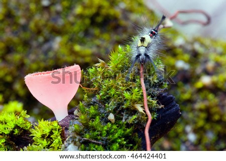 pink mushroom and hairy caterpillar with moss in rainforest at Thailand