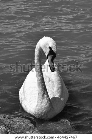 Naughty swan