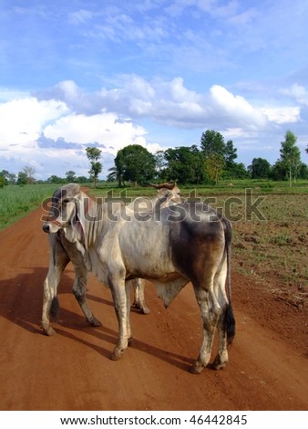 Cows on a dirt road, Issan, Thailand.
