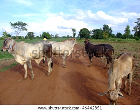 Cows on a dirt road, Issan, Thailand.