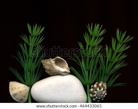 Sea shells and seaweed