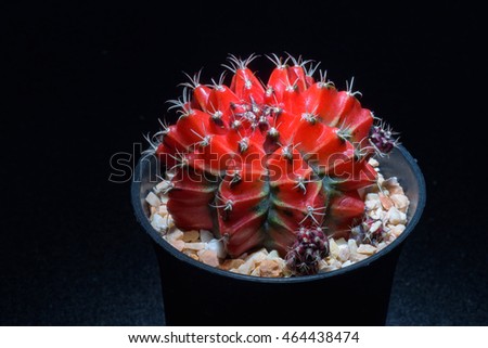 red and black cactus isolated on black background