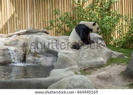 Panda enclosure at the Toronto Zoo, enjoy the sun on the rocks near the pool