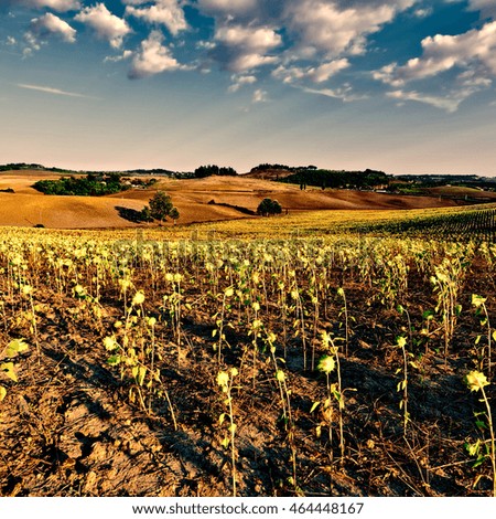 Sunflower Plantation on the Hills of Tuscany at Sunset, Vintage Style Toned Picture