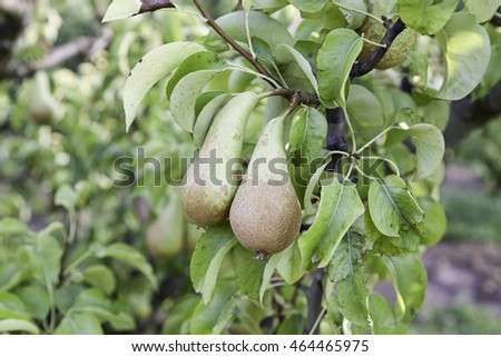 Pears in a pear tree, detail of fresh fruit, nature