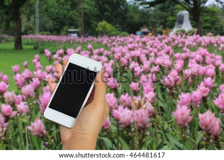 Woman use mobile phon on siam tulip flowers background.