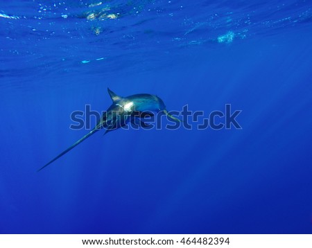 Catching a Swordfish Royalty-Free Stock Photo #464482394