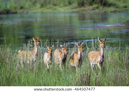 Swamp deer in Bardia national park, Nepal ; specie Cervus duvaucelii family of Cervidae Royalty-Free Stock Photo #464507477