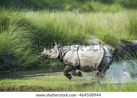 Greater one-horned rhinoceros in Bardia national park, Nepal ; specie Rhinoceros unicornis family of Rhinocerotidae Royalty-Free Stock Photo #464508944