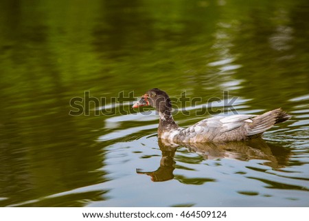 black duck swimming in the water