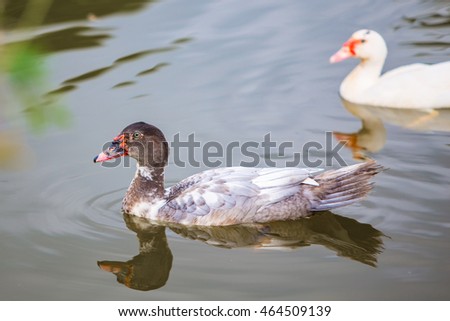 black duck and white duck are swimming in the water